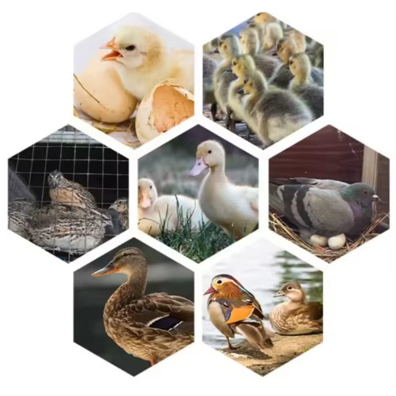 Máquina Incubadora de Ovos de  - Poultry Incubator avaliação e preço